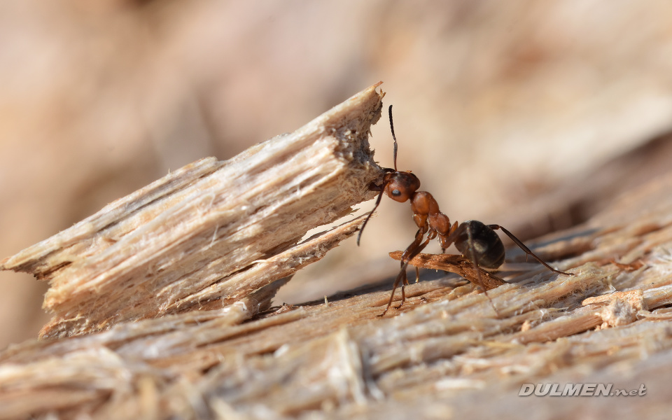 Southern Wood Ants (Formica rufa)